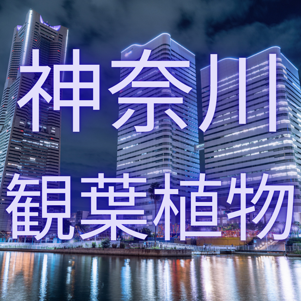 観葉植物神奈川
