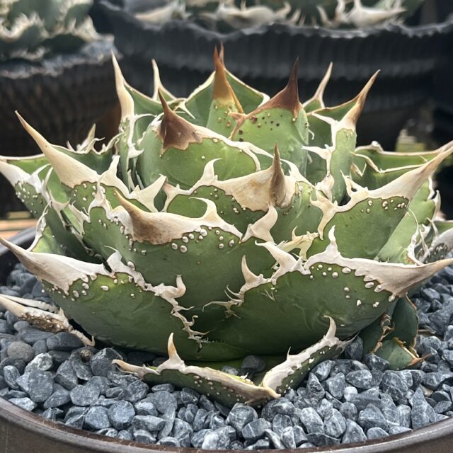 コンスタンティング/康斯坦