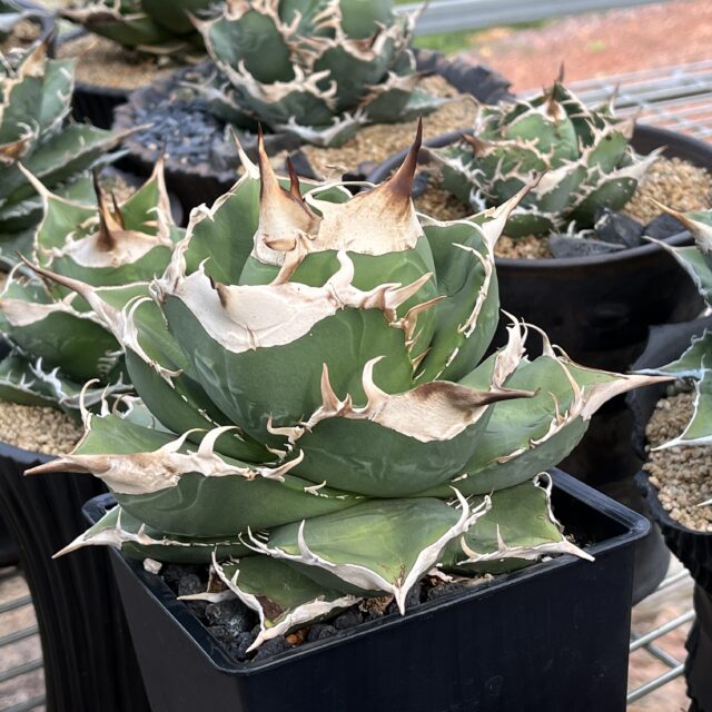 ホオジロザメ/大白鯊/中国大白鲨