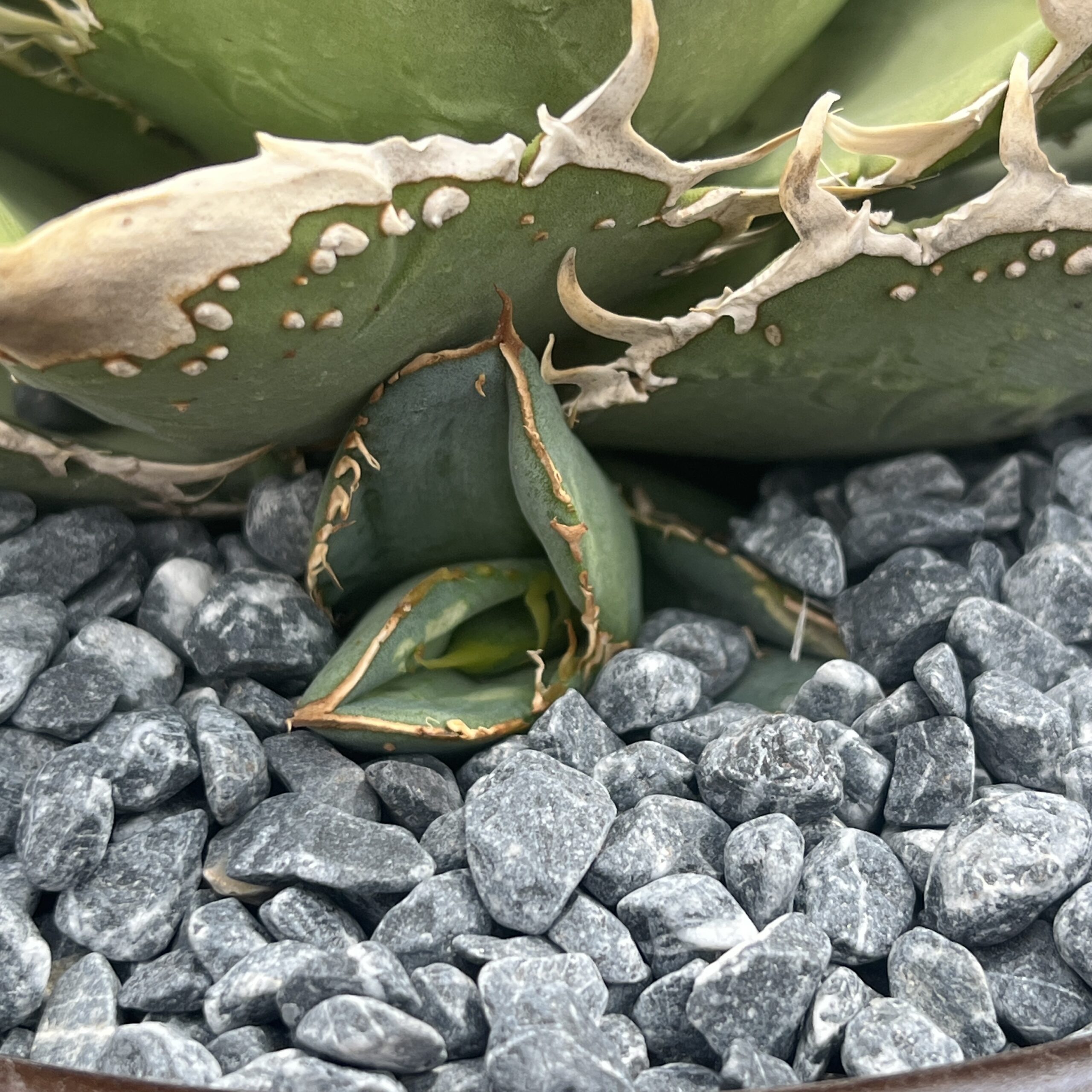 コンスタンティング/康斯坦