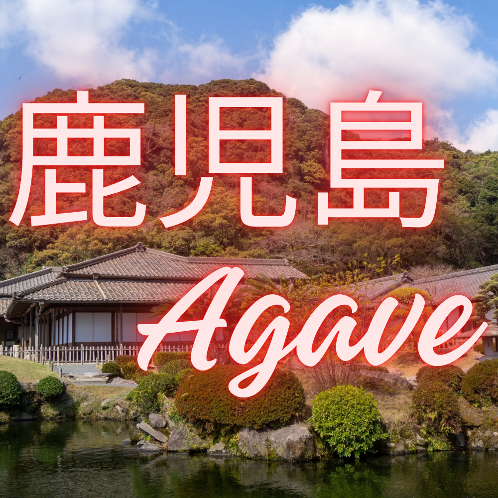 鹿児島　アガベ