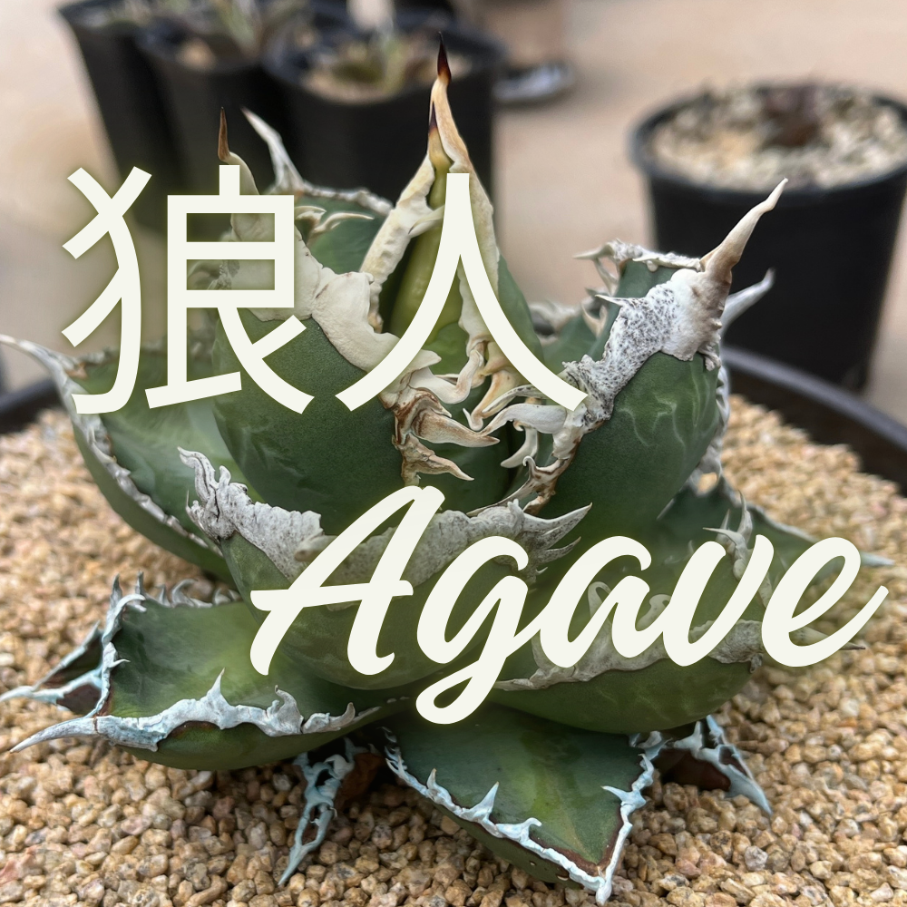 アガベ チタノタ 狼人（Werewolf / ロウジン / ロンジン） | NR Plants